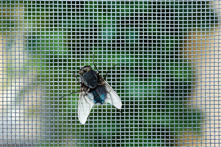 Écran d'insecte